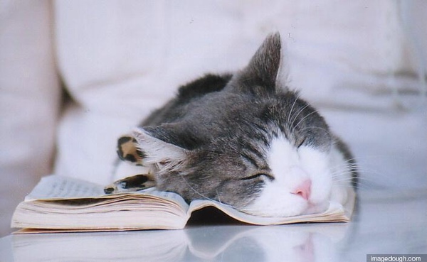跟我一樣看書就想睡.jpg