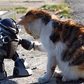 貓與機器人.jpg