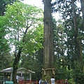 箱根神社的神木