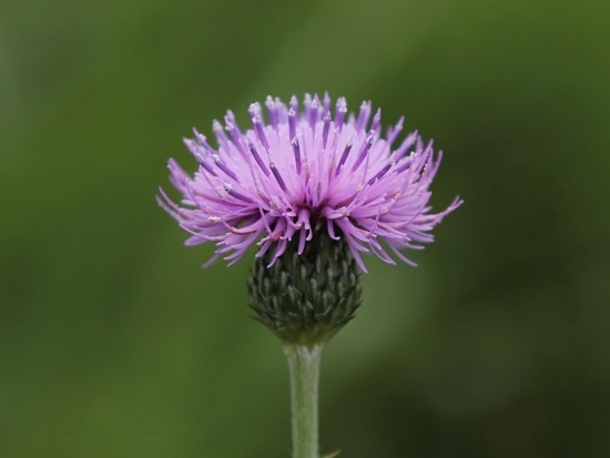 華薊 苗栗 西湖