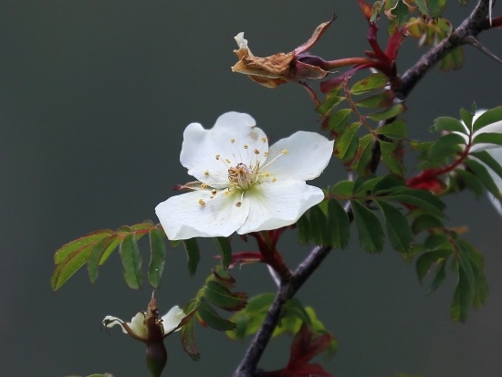 玉山薔薇 合歡山步道 觀景台2 花 (1).jpg