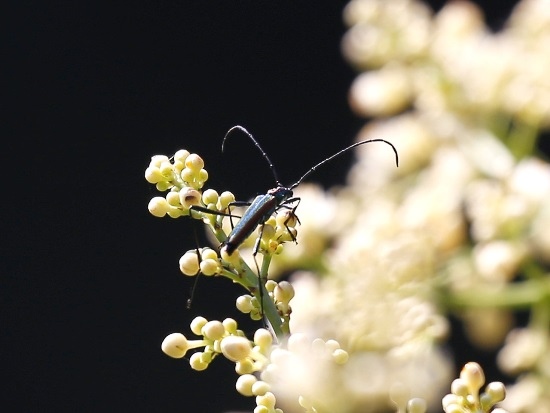 紅緣綠天牛 烏來 北107 隧道前 (2).jpg
