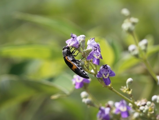 黃星方肩吉丁蟲 大甲 鐵砧山