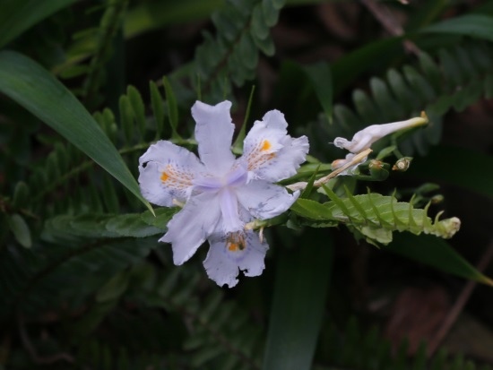 台灣鳶尾 北橫 小烏來