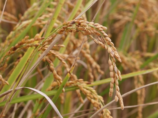 稻 通霄 樹梅腳庄