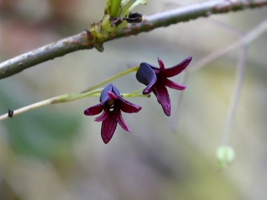 紫花野木瓜 太平山 平元林道 14K (4).jpg