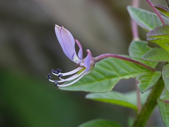 平伏莖白花菜 龍井 車站附近 (1).jpg