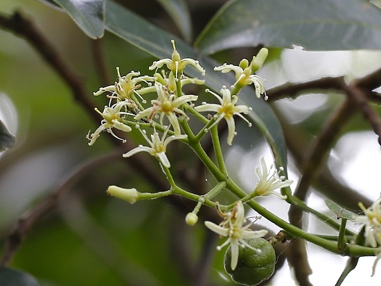 降真香 基隆 大武崙 情人湖