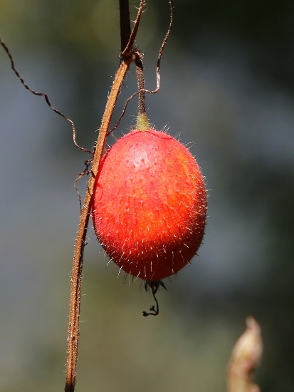 青牛膽花 新竹 尖石 宇老