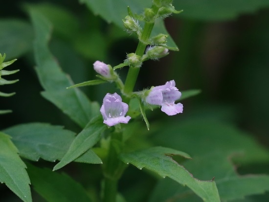 粗鋸齒薺薴 新北 汐止 烘內