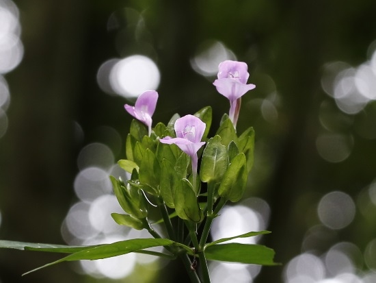 長花九頭獅子草 玉山國家公園 瓦拉米步道.jpg