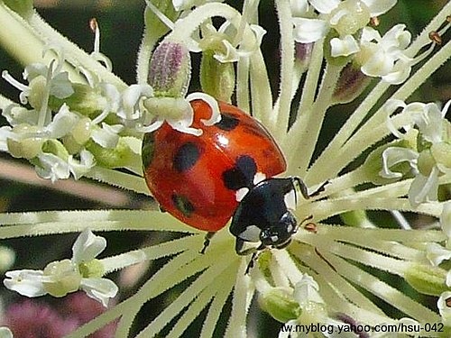 七星瓢蟲 野當歸 大屯山.jpg