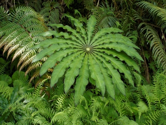 台灣天南星 宜蘭 太平山