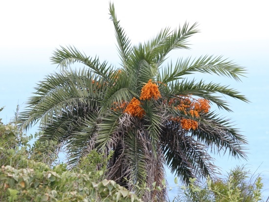 台灣海棗 苗栗 通霄