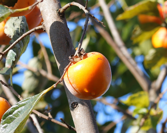 澀柿 台中 龍井 南寮