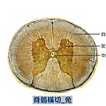 脊隨橫切_兔