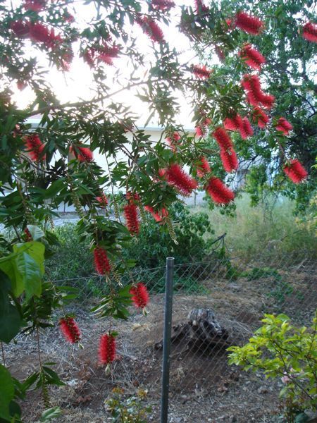 公公花園中特別的紅花