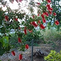 公公花園中特別的紅花