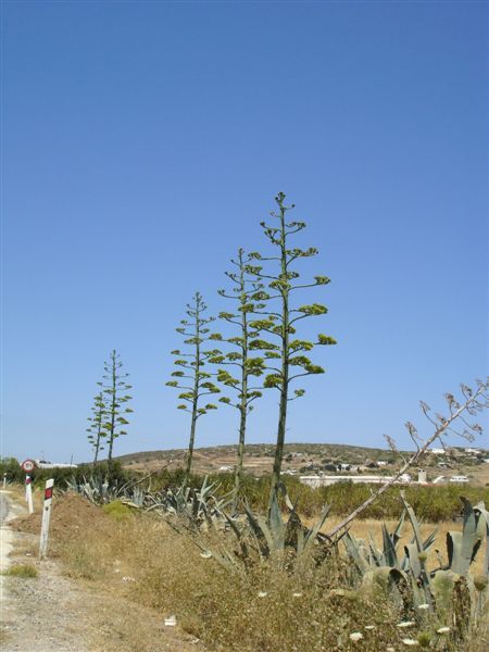 Paros島上常見的植物