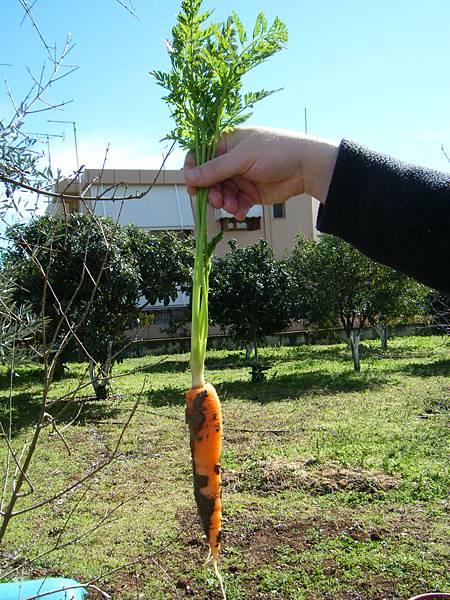 紅蘿蔔 (清潔後)