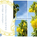 樹上的黃色小花.jpg