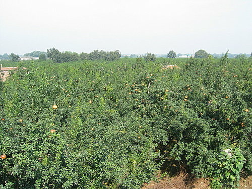 10 西安 臨潼兵馬俑 10 西安 臨潼兵馬俑