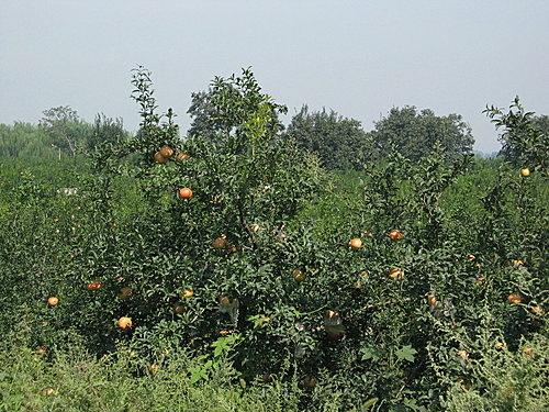 10 西安 臨潼兵馬俑 10 西安 臨潼兵馬俑