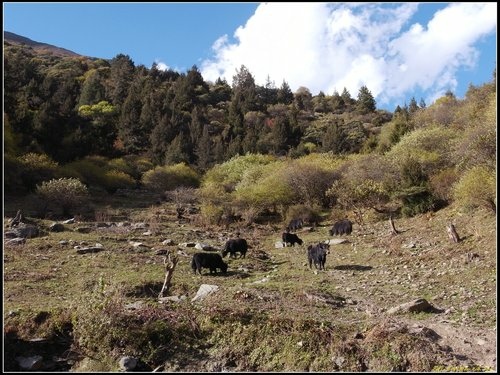四姑娘山_長坪溝
