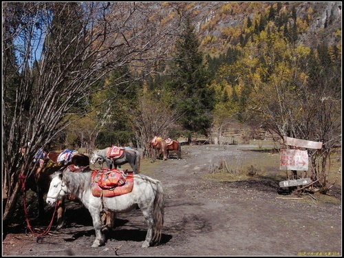 四姑娘山_長坪溝