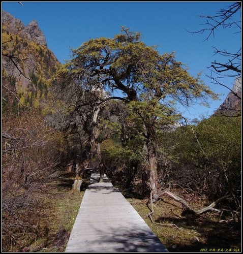 四姑娘山_長坪溝