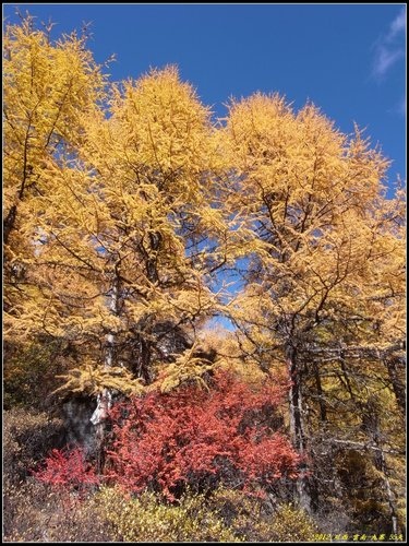 亞丁_冲古寺_珍珠海