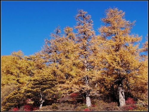 亞丁_冲古寺_珍珠海