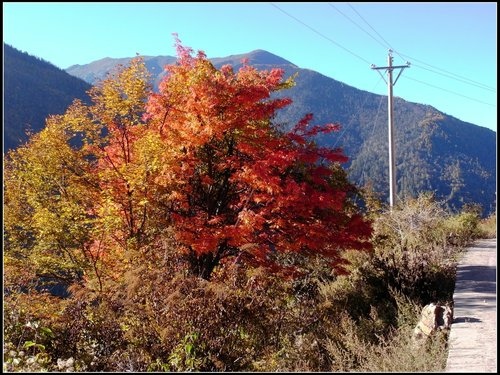 香格里拉(中甸)