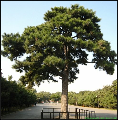 瀋陽 - 怪坡 - 北陵(清昭陵)