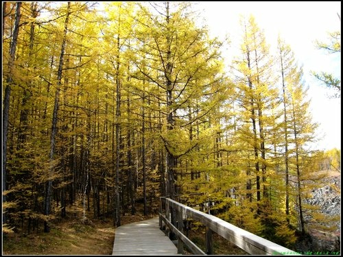 阿爾山大峽谷-杜鵑湖-石塘林-三潭峽