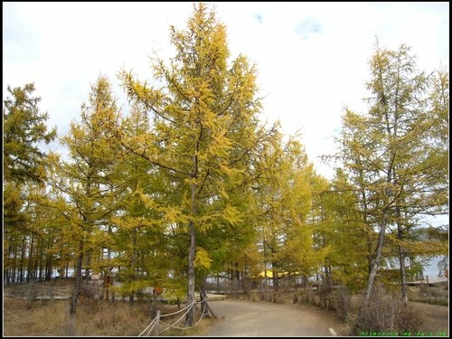 阿爾山大峽谷-杜鵑湖-石塘林-三潭峽