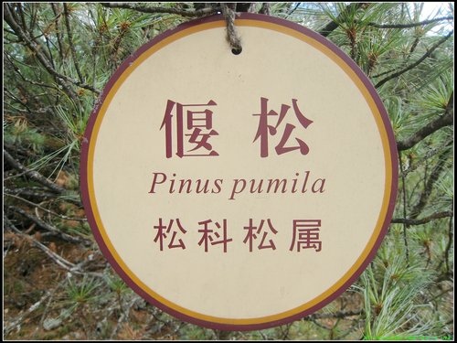 阿爾山大峽谷-杜鵑湖-石塘林-三潭峽 阿爾山大峽谷-杜鵑湖-石塘林-三潭峽