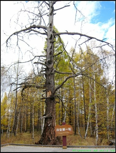 阿爾山大峽谷-杜鵑湖-石塘林-三潭峽