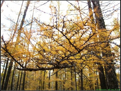 阿爾山大峽谷-杜鵑湖-石塘林-三潭峽