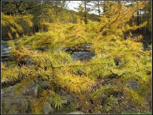 阿爾山大峽谷-杜鵑湖-石塘林-三潭峽