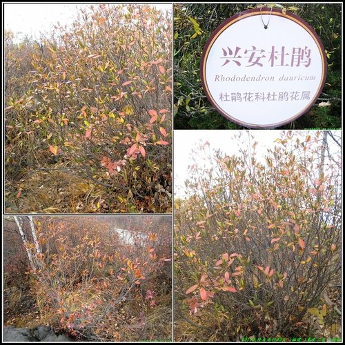 阿爾山大峽谷-杜鵑湖-石塘林-三潭峽 阿爾山大峽谷-杜鵑湖-石塘林-三潭峽