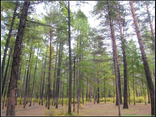 北極村-漠河-滿歸-根河-額爾古納