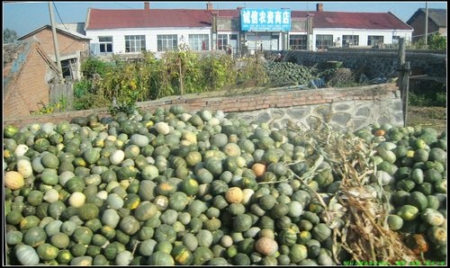 五大連池- 嫩江- 漠河