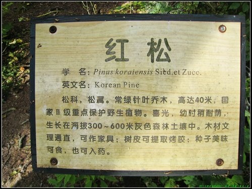伊春_湯旺河