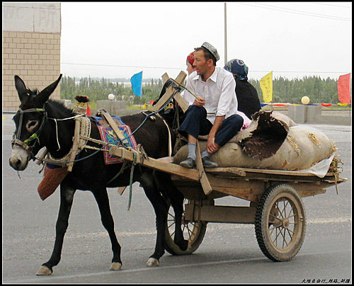 白楊樹 & 驢板車 白楊樹 & 驢板車