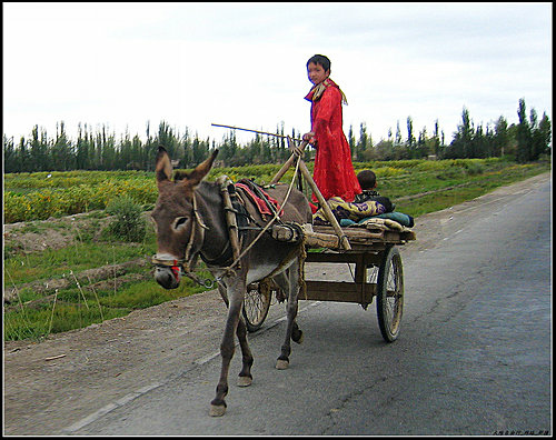 白楊樹 & 驢板車 白楊樹 & 驢板車