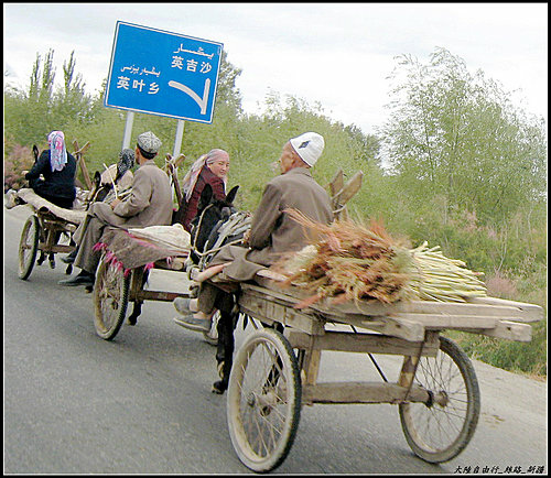 白楊樹 & 驢板車 白楊樹 & 驢板車