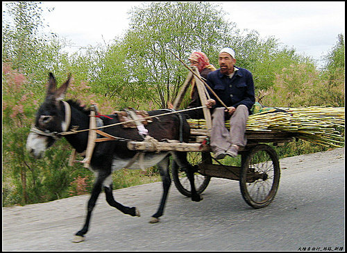 白楊樹 & 驢板車 白楊樹 & 驢板車