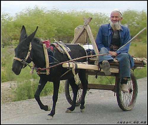 白楊樹 & 驢板車 白楊樹 & 驢板車