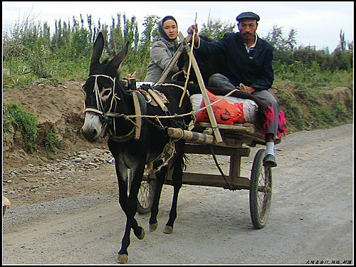白楊樹 & 驢板車 白楊樹 & 驢板車